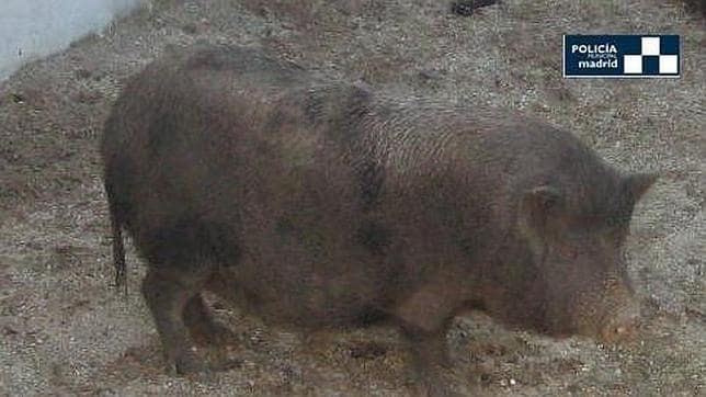La Policía rescata otro cerdo vietnamita en Valdebernardo