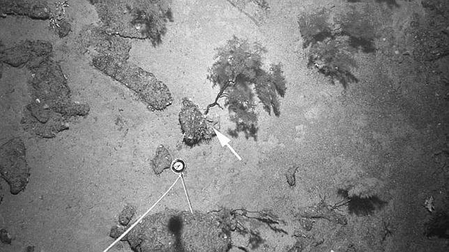 Los restos de chimeneas y enlosados garantizan el sustrato a los corales