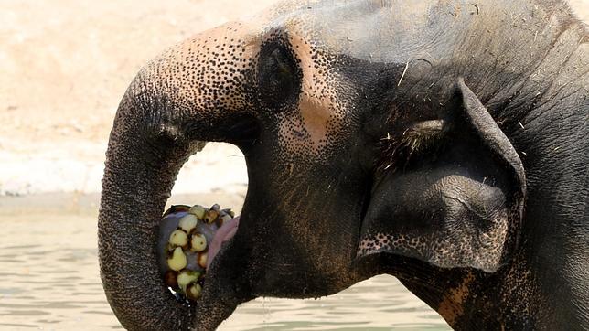 Los narcotraficantes usan elefantes adictos a la heroína como «mulas»