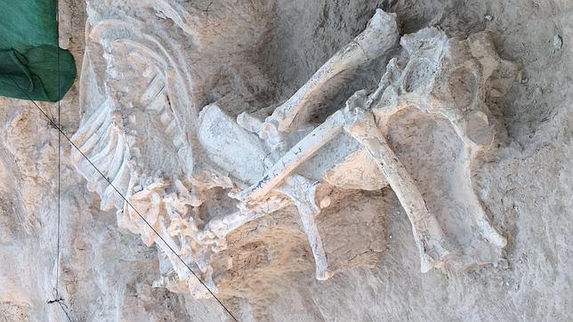 Hallan el mayor esqueleto fósil de jirafa en Torrejón de Velasco