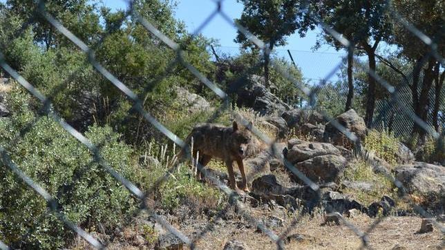 Uno de los ejemplares de lobo ibérico que hay en El Borril