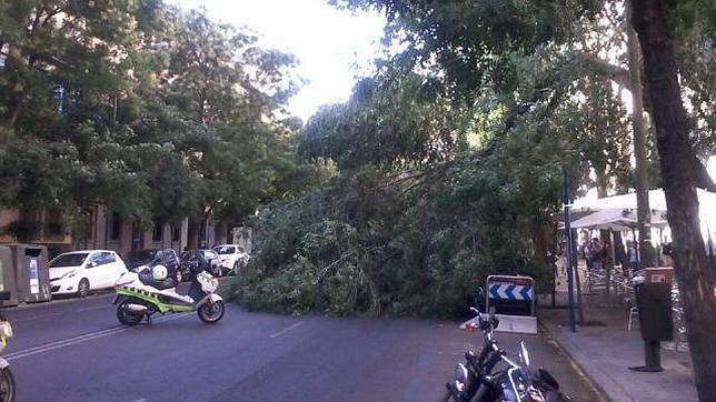 Otro árbol se desploma, esta vez en Chamberí