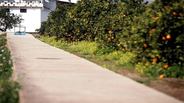 El bloqueo ruso provocaría pérdidas de 140 millones al campo valenciano