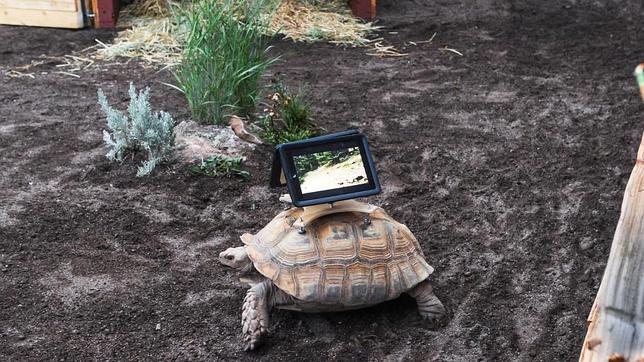 El Museo de Arte de Aspen exhibirá a tres tortugas con iPads sobre sus caparazones