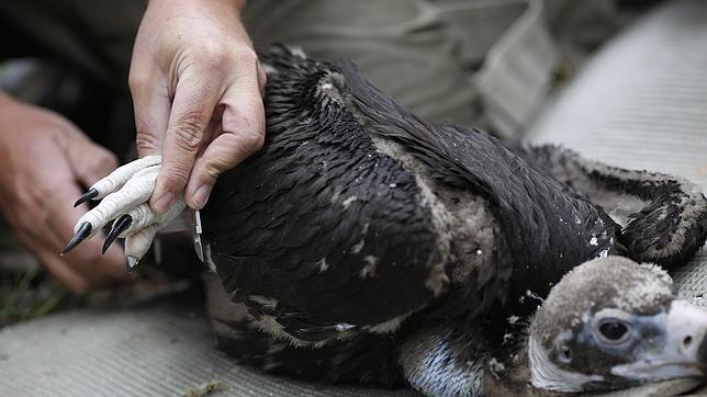 15.000 visitas en un mes a la webcam del nido del buitre negro