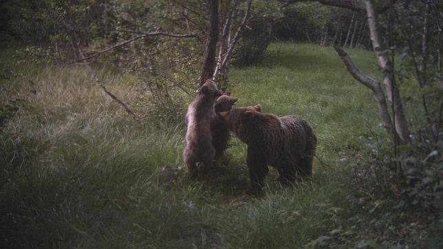 «Baby boom» de osos pardos en el Pirineo catalán
