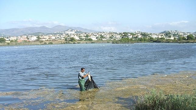 Las Salinas de Calpe registran un aumento en la muerte de peces