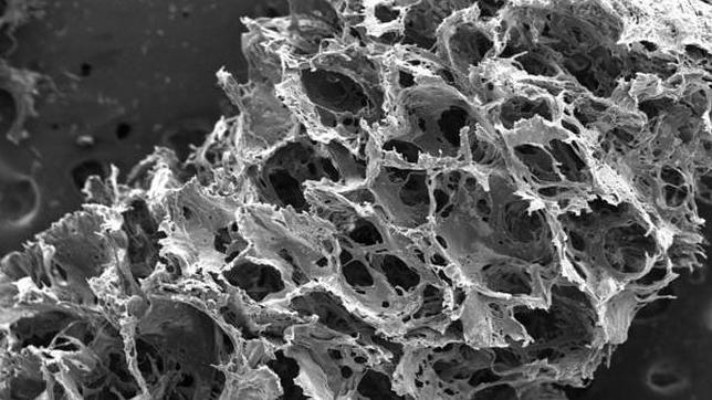 Construyen un «cerebro» artificial capaz de sobrevivir durante nueve semanas