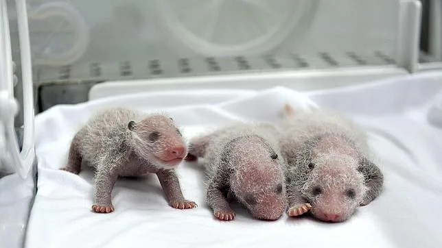 Así son los primeros trillizos de oso panda que sobreviven al parto