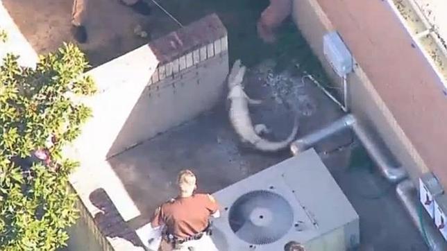 Encuentran un cocodrilo en un colegio de Texas, en Estados Unidos