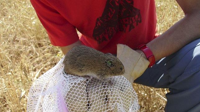 Medio Ambiente recomienda tomar medidas para evitar la tularemia