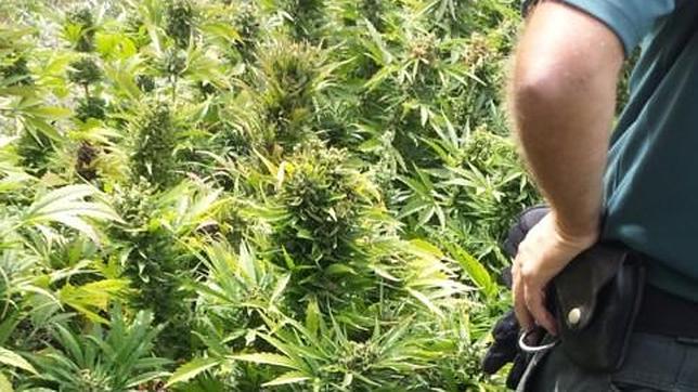La Guardia Civil descubre una plantación de 154 plantas de marihuana en Chinchón