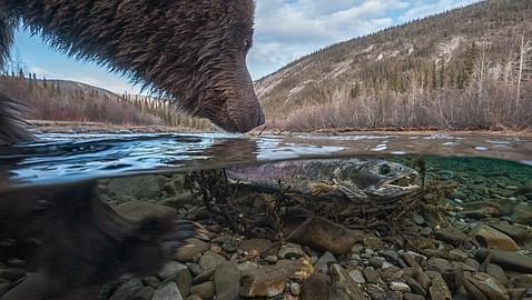 Las fotos de naturaleza más impactantes del año