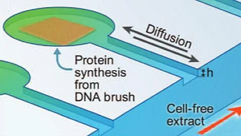 Desarrollan un prototipo de célula para crear vida artificial