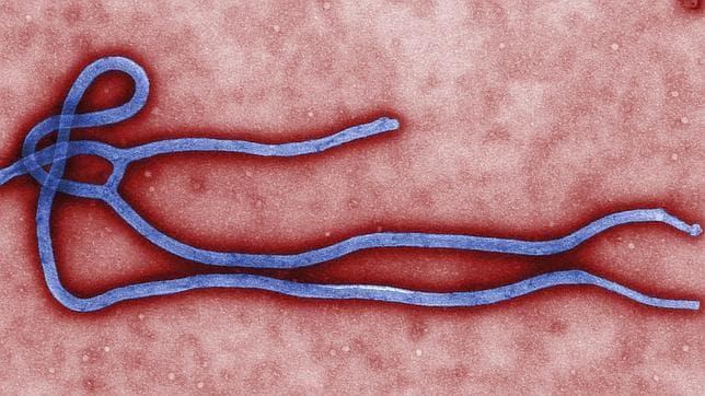 Bionaturis y el ébola: De fabricar la vacuna en cuatro semanas a no estar haciendo nada
