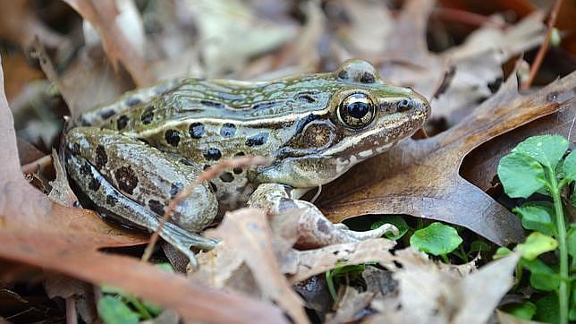 La especie de rana habita el área urbana de Nueva York