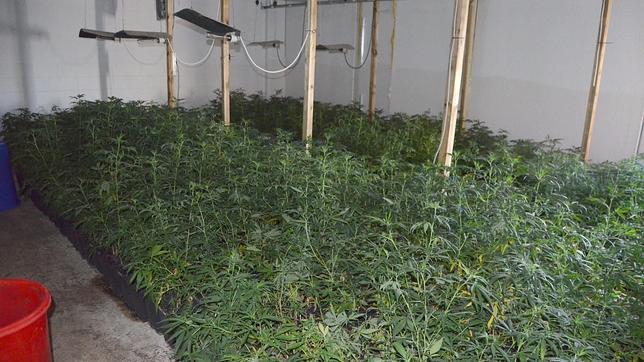 Detienen a un hombre que cultivaba 782 plantas de marihuana en Galapagar