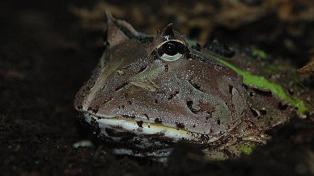 Rana sudamericana con cuernos