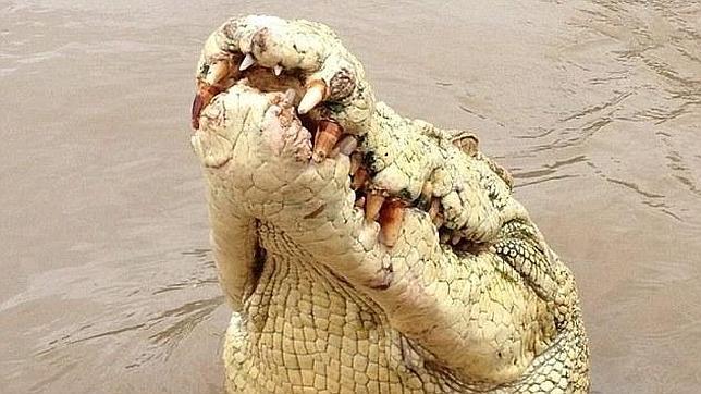 Un cocodrilo llamado Michael Jackson devora a un pescador en Australia