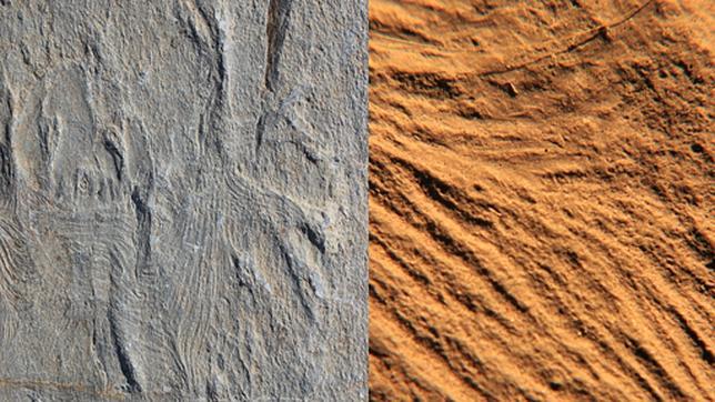 Los primeros músculos, grabados en un fósil de hace 560 millones de años