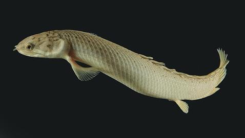 El pez Polypterus senegalus