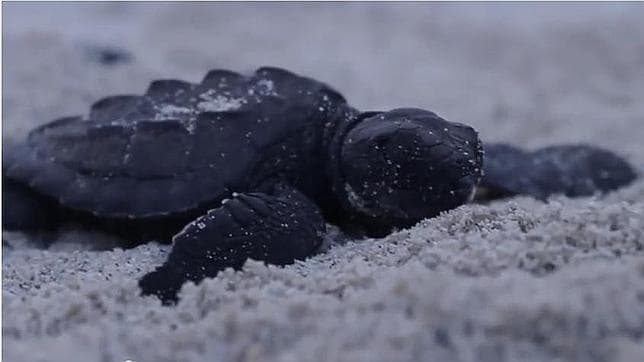 Amaral, «estupefacto» ante el supuesto tráfico con huevos de tortugas en uno de sus videoclips