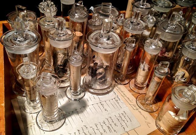 Un museo danés descubre una colección perdida de Darwin