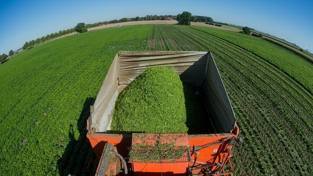 Los agricultores repartirán 10.000 kilos de fruta en Madrid en protesta por el veto de Rusia