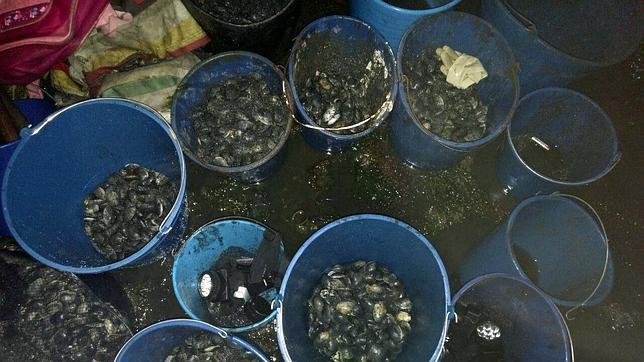 Intervenidos casi 80 kilos de berberecho y almeja en una operación contra el furtivismo