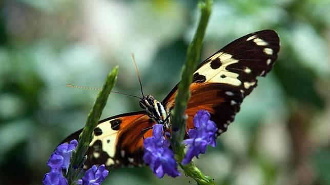 El peligro que tienen las mariposas al volar en latitudes muy altas