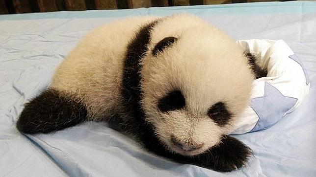 La cría de oso panda Xing Bao celebra su primer año de vida en el Zoo de Madrid