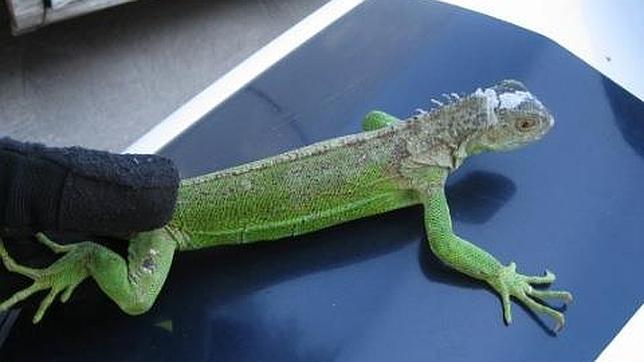 El abandono de animales se dispara: la Policía rescata tres reptiles en un solo día