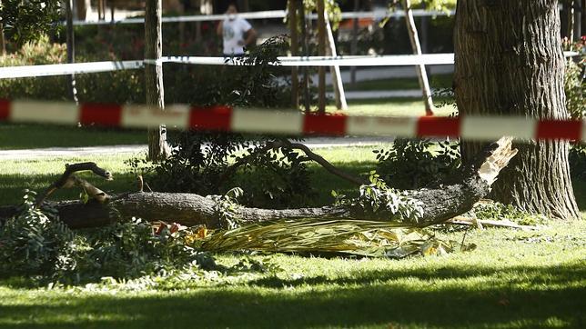 Dos muertos en una veintena de caídas de árbol en Madrid desde que comenzó el verano