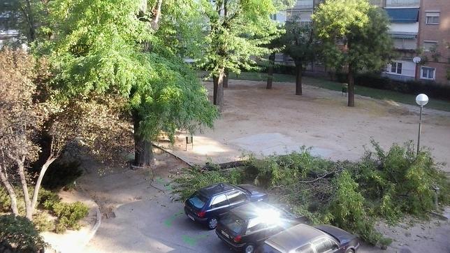 Las ramas y árboles que se caen en la Casa de Campo atemorizan a los vecinos