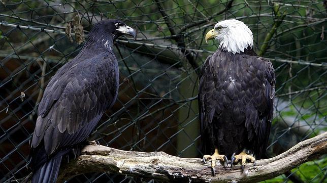 El cambio climático amenaza a 314 especies de aves en Norteamérica