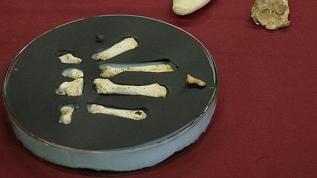 Un estudio revela que la mano humana apenas ha evolucionada en el último millón de años