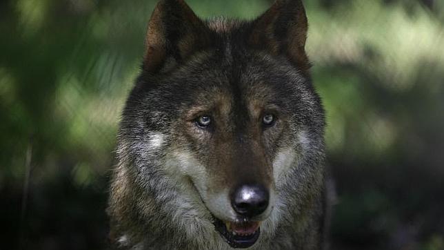 España y Francia piden a la UE ampliar la zona de caza del lobo ibérico
