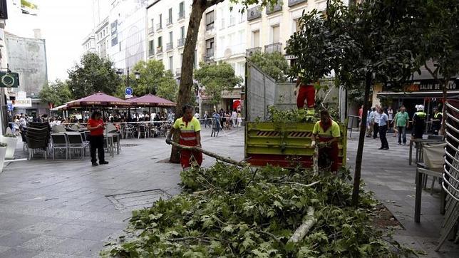Árboles caídos, el problema que se viene encima