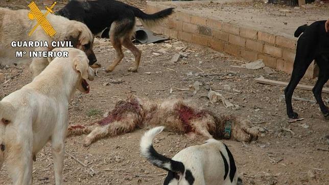 Imputada por maltratar a perros la responsable de una protectora de animales