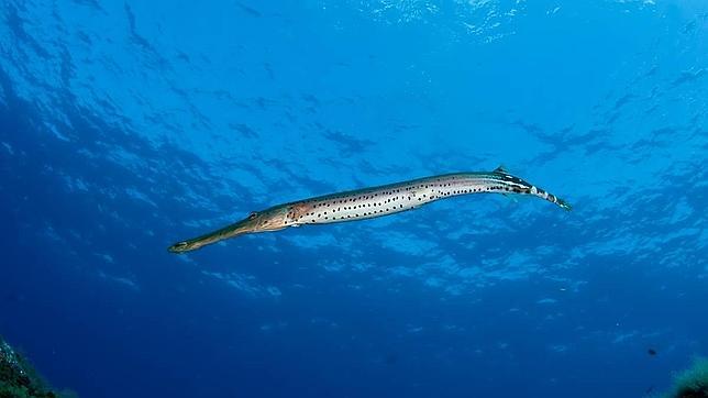 El Hierro: Oceana comienza una nueva expedición de sus montañas submarinas