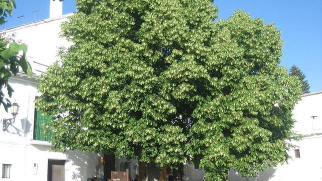 Los tilos desarrollan un gran tamaño, por lo que hay que tenerlo en cuenta al plantarlos cerca de viviendas