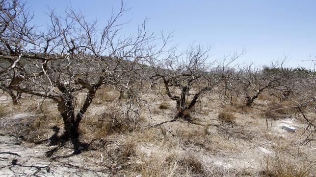 La provincia de Alicante sufre la peor sequía de la historia