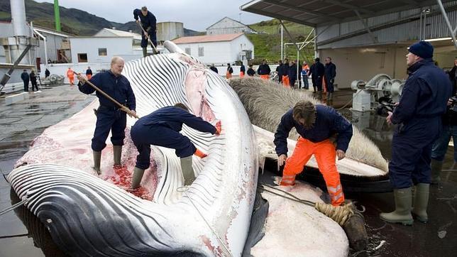 La UE y Estados Unidos piden a Islandia que ponga fin a la caza de ballenas