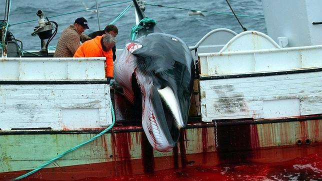 La CBI vota «Sí» a la supervisión «estricta» de la caza científica de ballenas