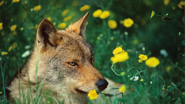 El lobo es cada vez más frecuente en Picos de Europa