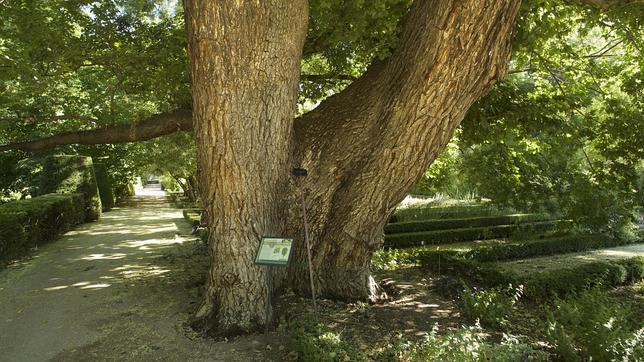 La grafiosis se ceba con Pantalones, el emblemático olmo del Real Jardín Botánico de Madrid