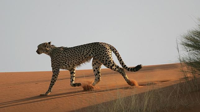 La extenuante carrera (de fondo) del guepardo