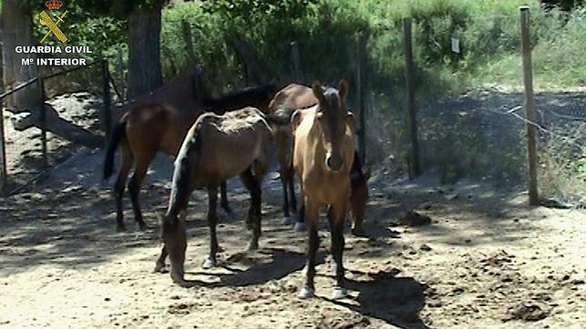 La Guardia Civil detiene e imputa a 115 personas por maltrato animal en siete meses