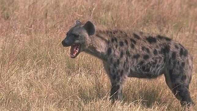 Es extremadamente difícil determinar el sexo de una hiena por la apariencia externa de sus genitales, se defienden desde el zoo Maruyama
