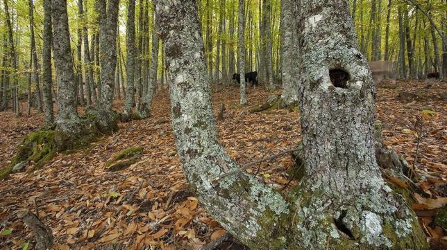 Cuatro bosques de otoño imprescindibles cerca de Madrid